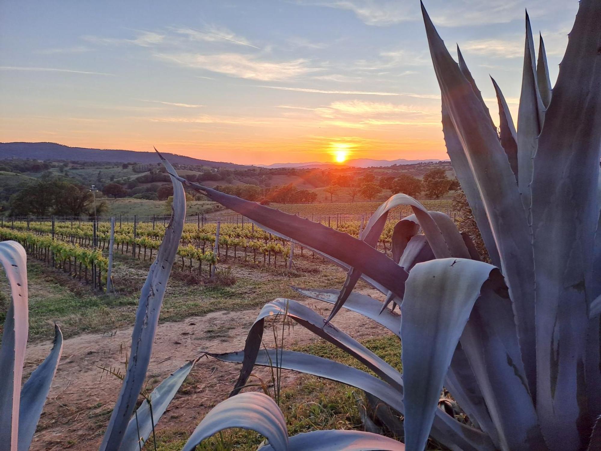 Podere Belvedere Villa Classic Tuscan Magliano in Toscana Zewnętrze zdjęcie