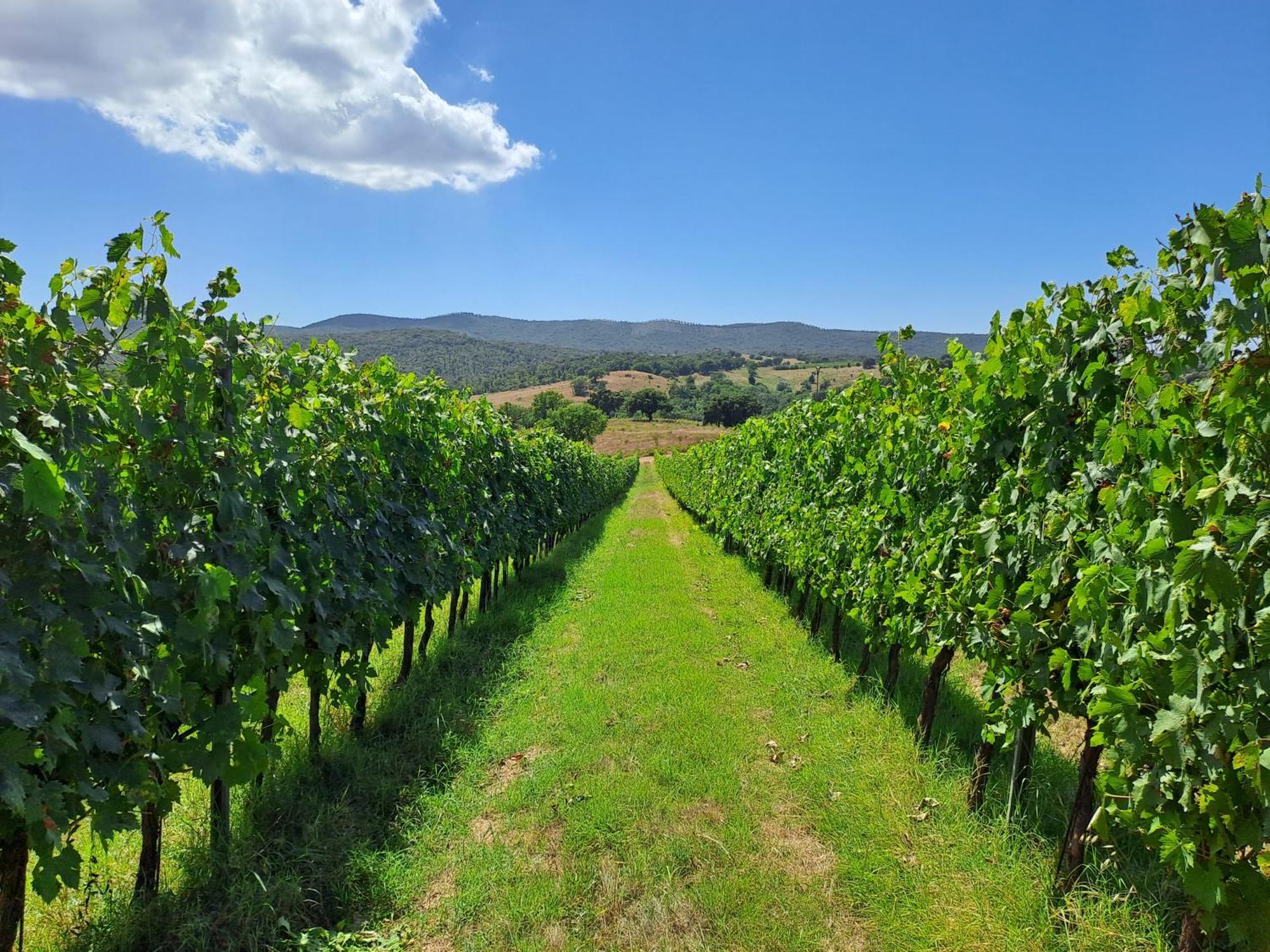 Podere Belvedere Villa Classic Tuscan Magliano in Toscana Zewnętrze zdjęcie