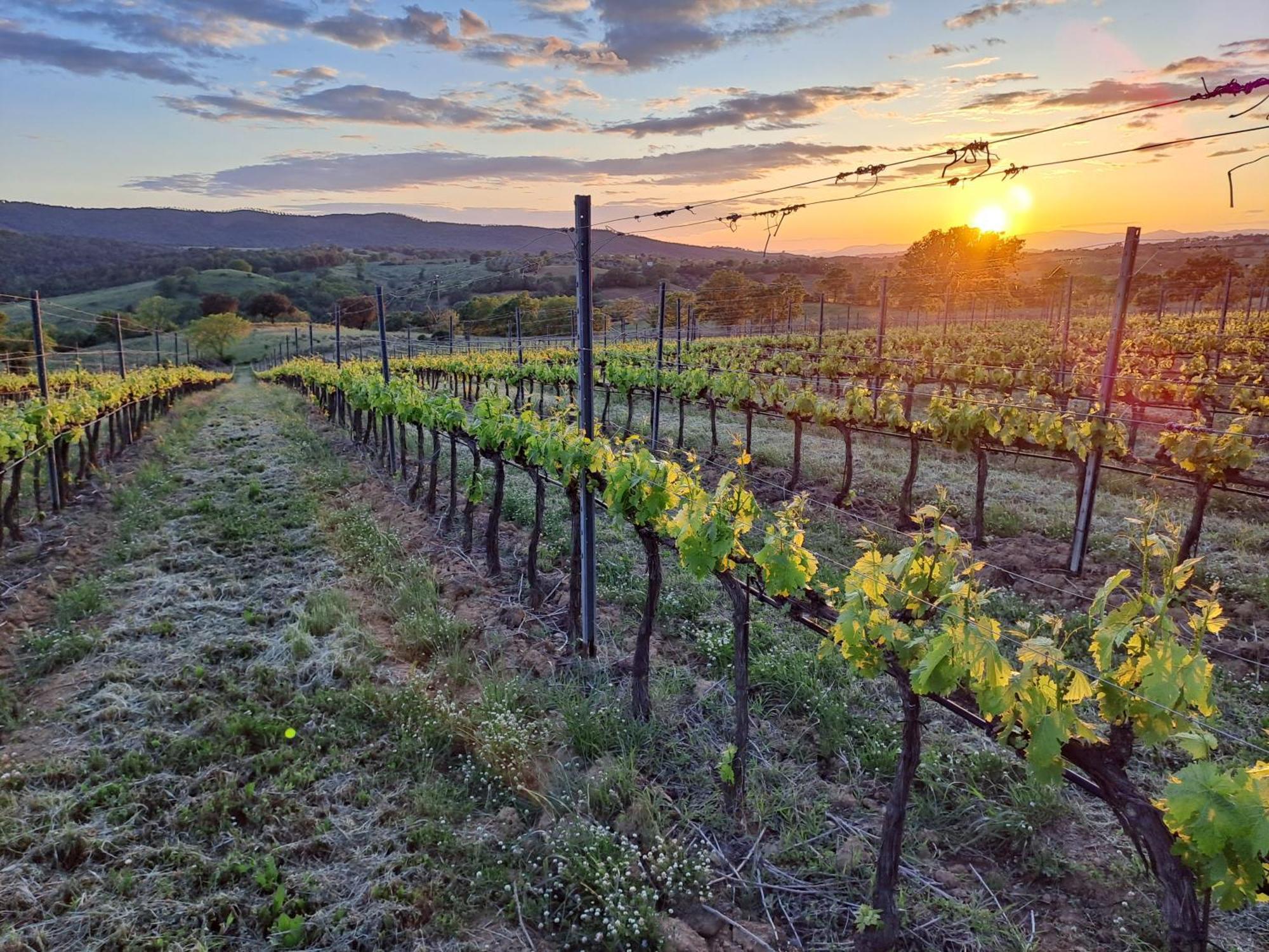 Podere Belvedere Villa Classic Tuscan Magliano in Toscana Zewnętrze zdjęcie